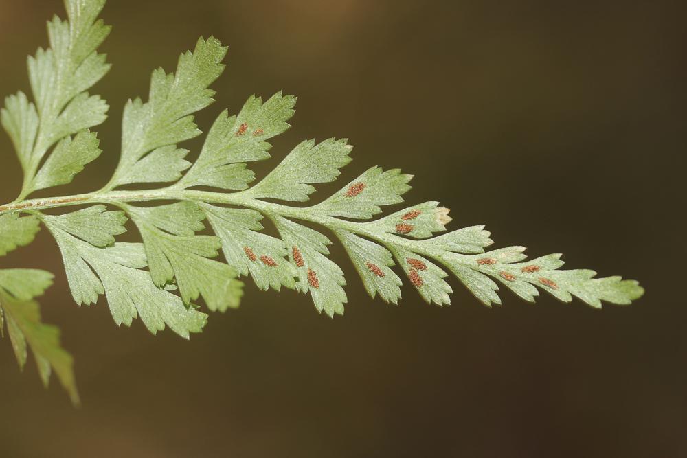 Capillaire noir, Doradille noir Asplenium adiantum-nigrum L., 1753