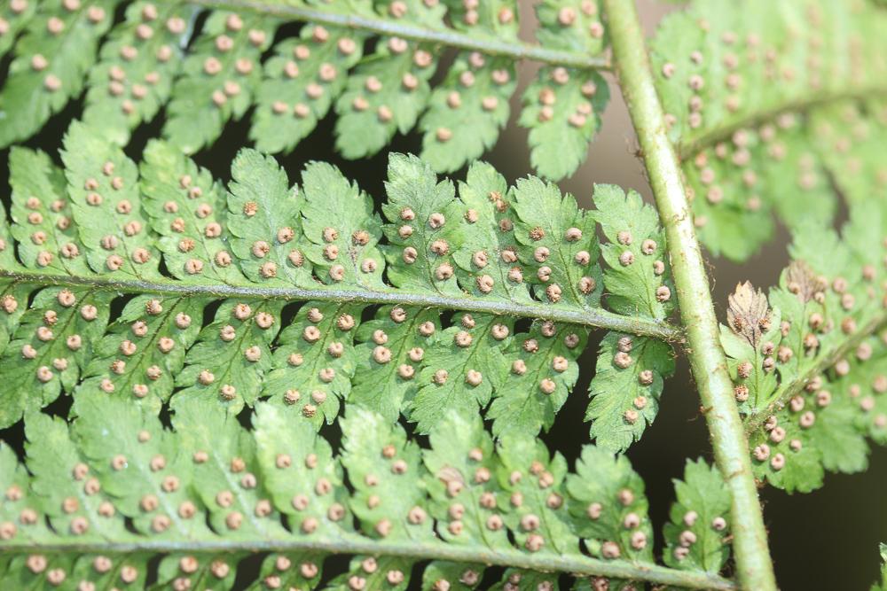 Dryoptéris des Cévennes, Dryoptéris d'Ardèche Dryopteris ardechensis Fraser-Jenk., 1981
