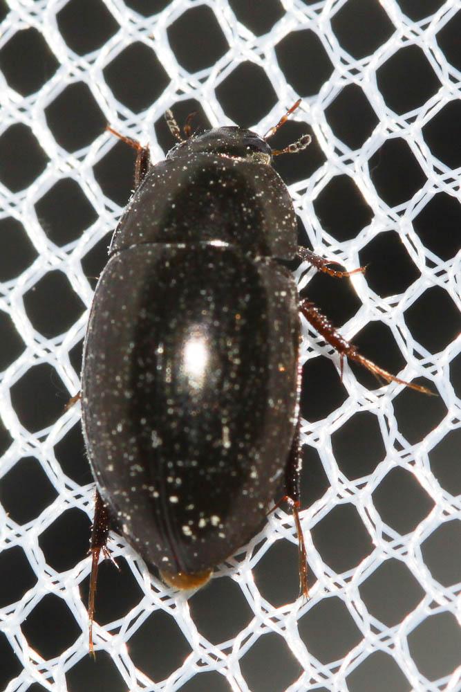  Limnoxenus niger (Gmelin, 1790)