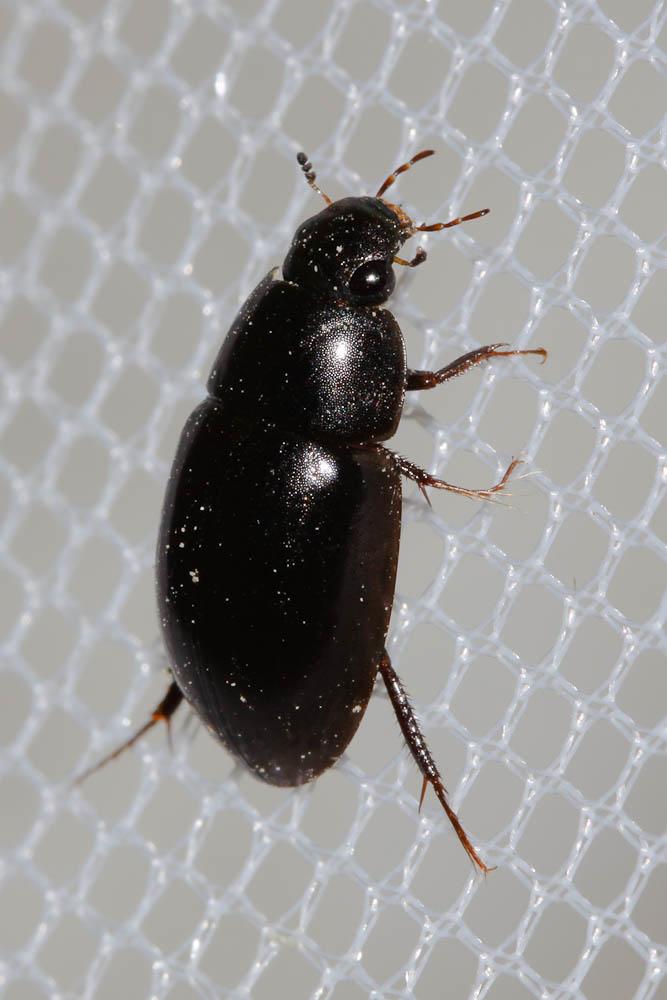 Limnoxenus niger (Gmelin, 1790)