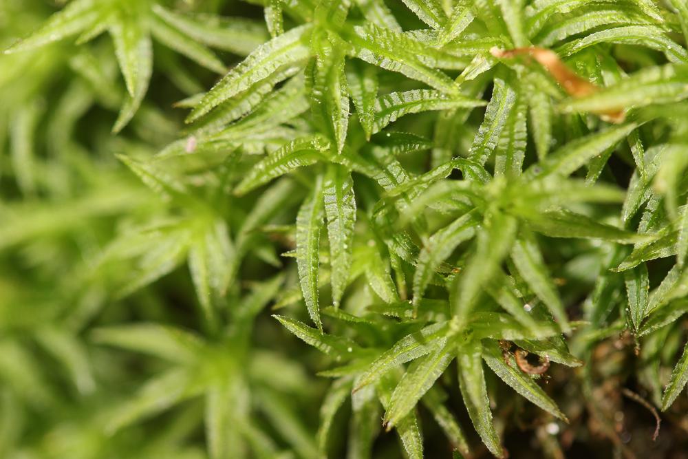 Atrichum undulatum (Hedw.) P.Beauv., 1805
