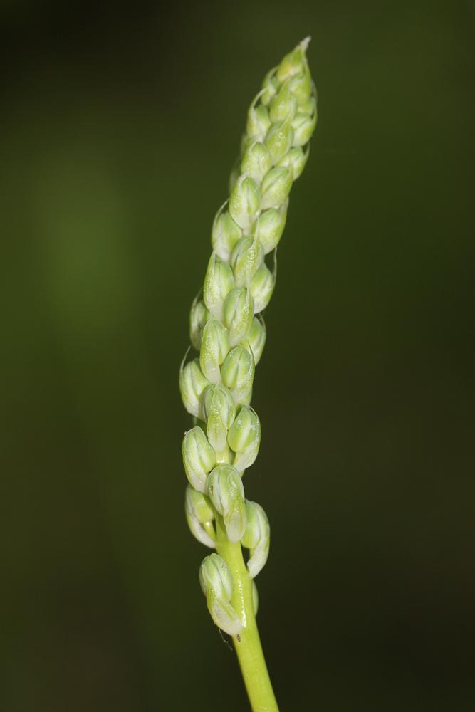 Ornithogale des Pyrénées Loncomelos pyrenaicus (L.) Hrouda, 1988