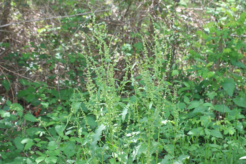 Patience sanguine Rumex sanguineus L., 1753