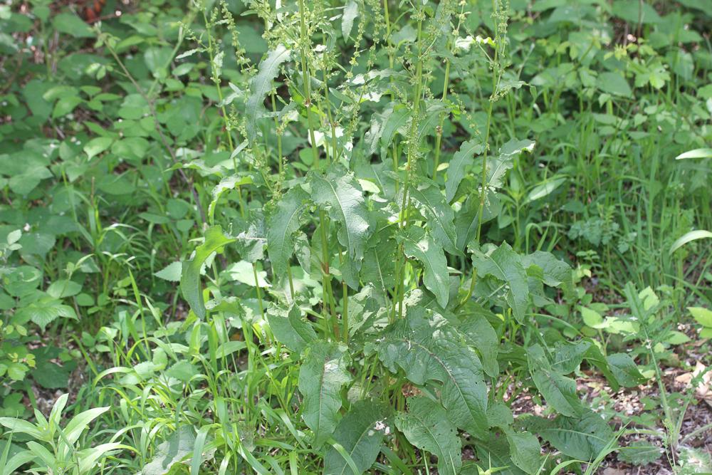 Patience sanguine Rumex sanguineus L., 1753