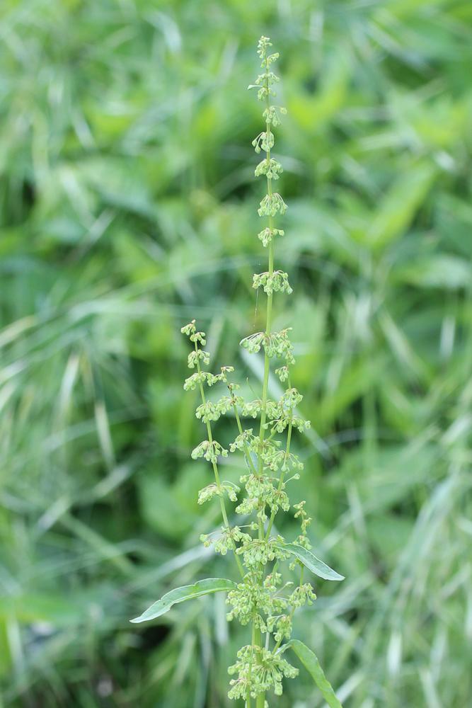 Patience sanguine Rumex sanguineus L., 1753