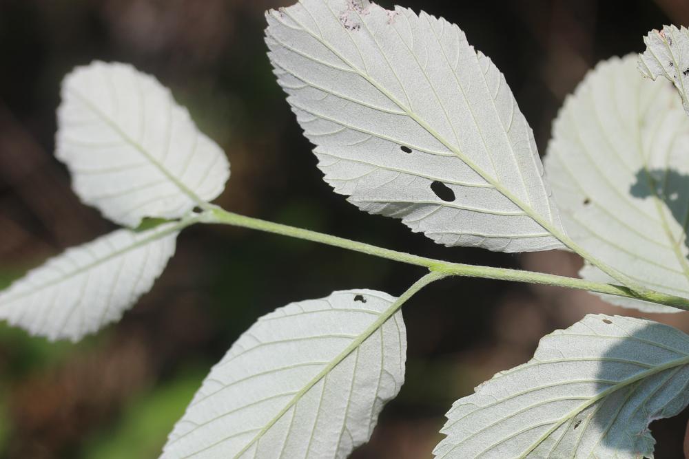 Alouchier, Alisier blanc Sorbus aria (L.) Crantz, 1763