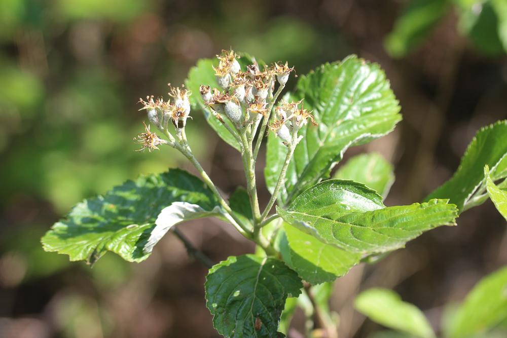 Alouchier, Alisier blanc Sorbus aria (L.) Crantz, 1763