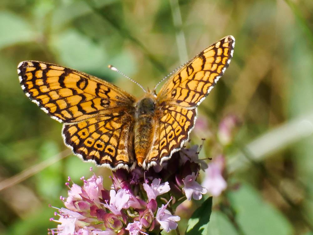 Mélitée du Plantain (La), Déesse à ceinturons (La) Melitaea cinxia (Linnaeus, 1758)