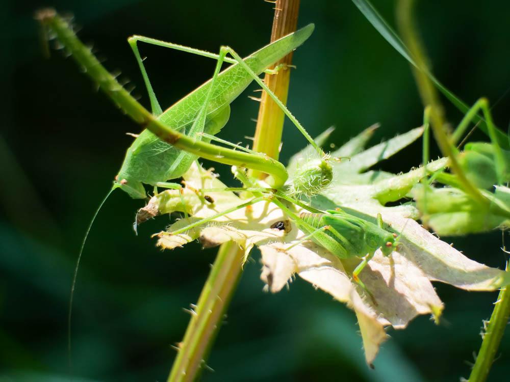 Phanéroptère méridional Phaneroptera nana Fieber, 1853