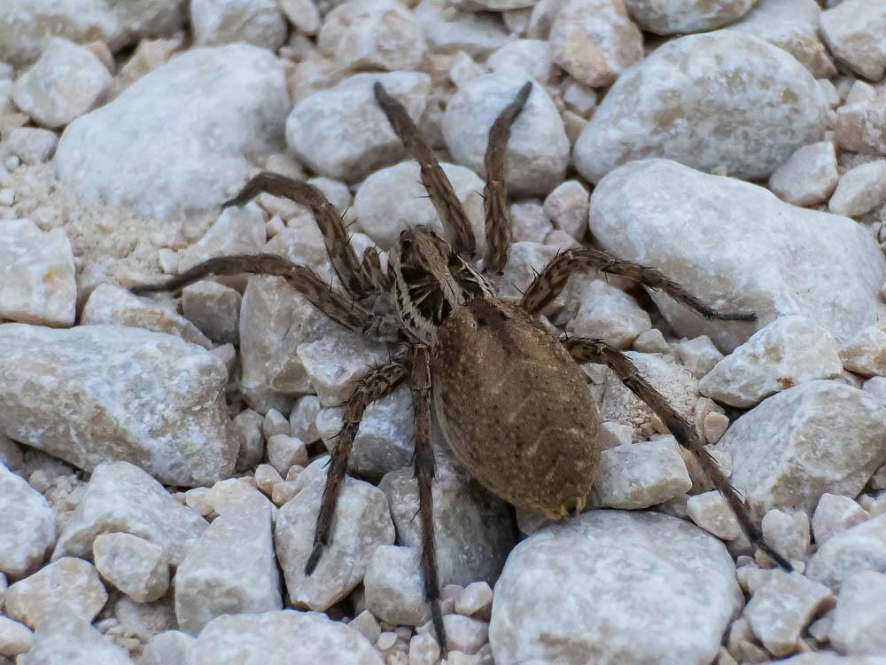 Lycose tarentuline Hogna radiata (Latreille, 1817)