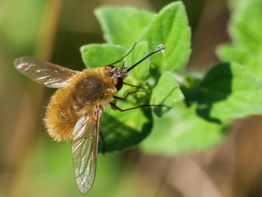 Bombylius venosus Mikan, 1796