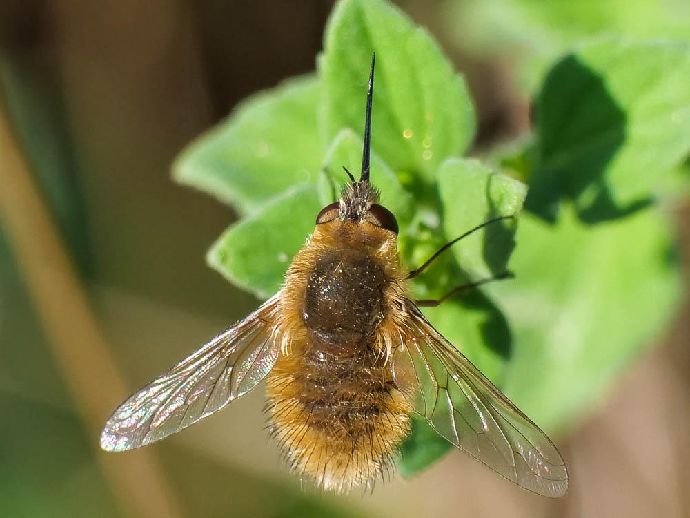  Bombylius venosus Mikan, 1796