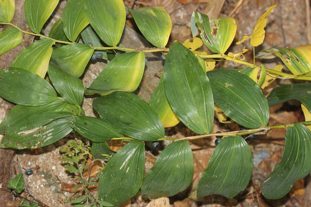 Sceau de Salomon multiflore, Polygonate multiflore Polygonatum multiflorum (L.) All., 1785