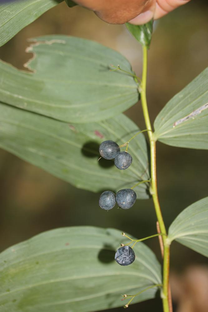 Sceau de Salomon multiflore, Polygonate multiflore Polygonatum multiflorum (L.) All., 1785
