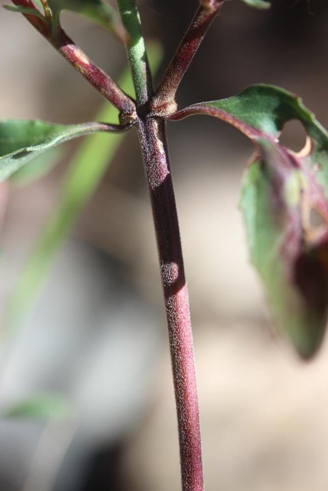 Épilobe à feuilles lancéolées Epilobium lanceolatum Sebast. & Mauri, 1818