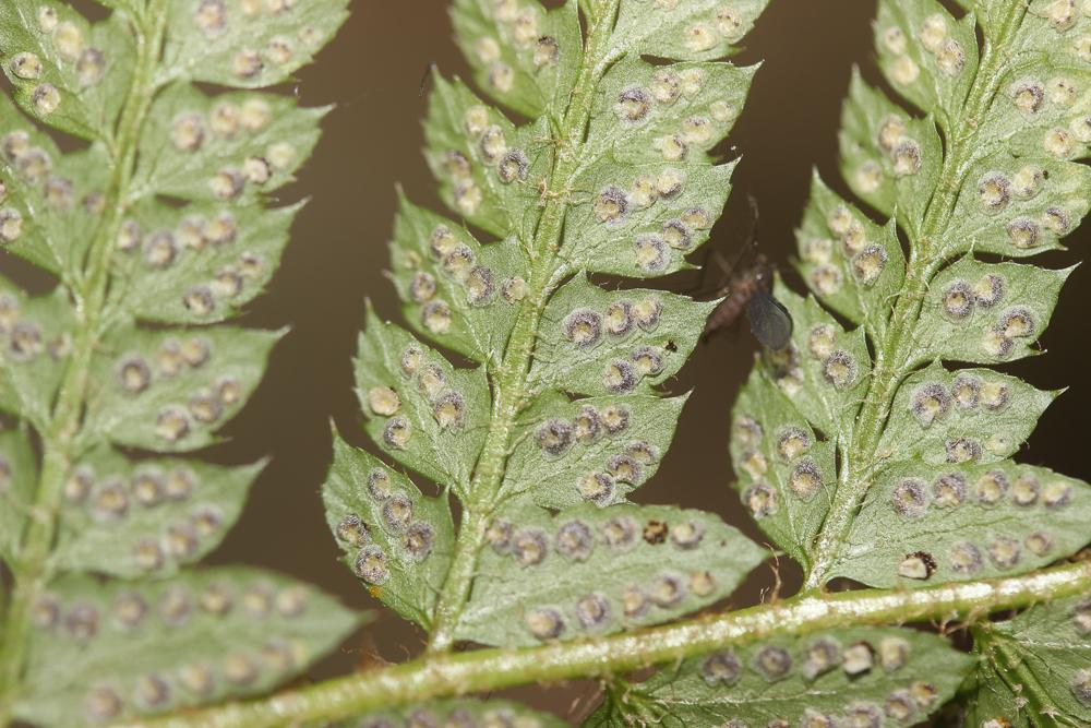 Polystic à frondes soyeuses, Fougère des fleuriste Polystichum setiferum (Forssk.) T.Moore ex Woyn., 1913