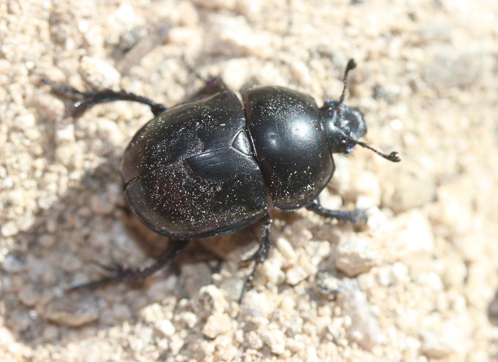 Trypocopris vernalis (Linnaeus, 1758)