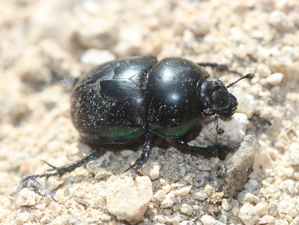 Trypocopris vernalis (Linnaeus, 1758)