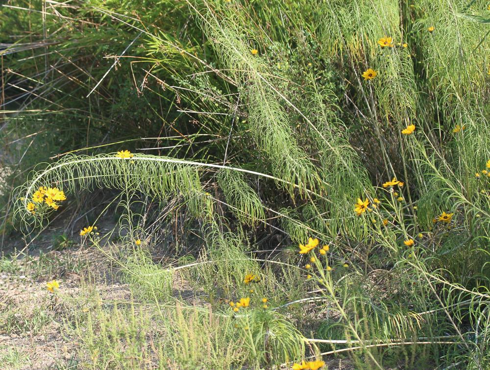 Helianthus L., 1753