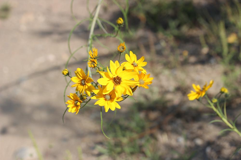 Helianthus L., 1753