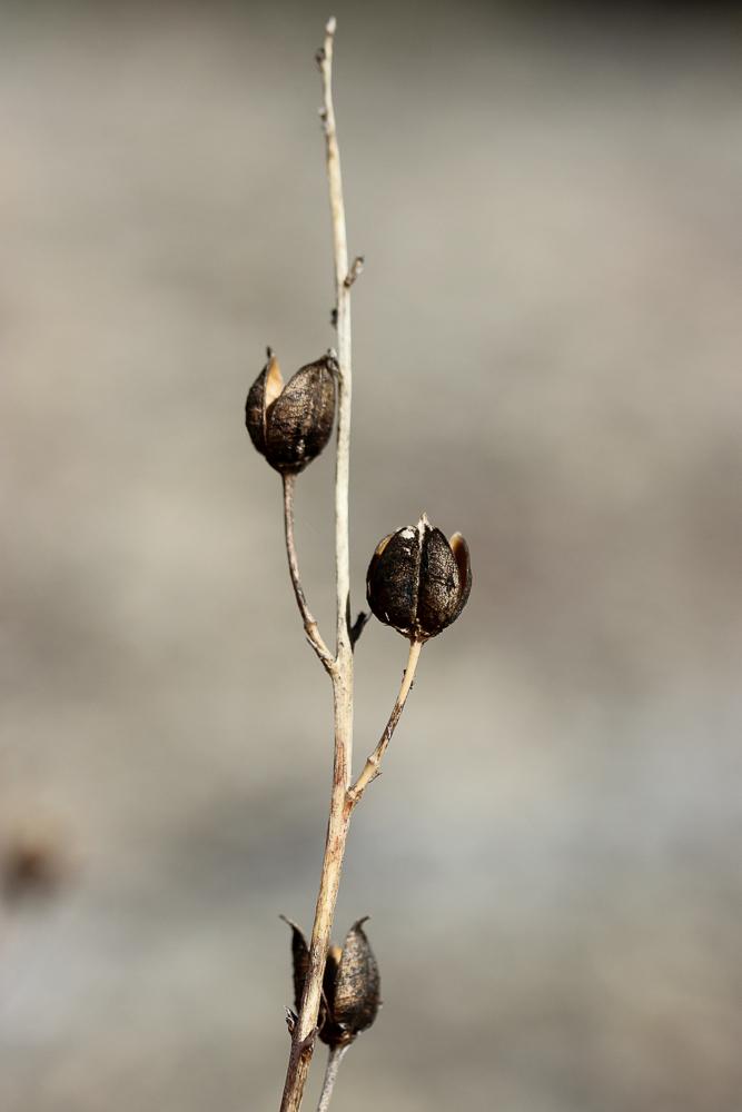 Phalangère à fleurs de lys, Phalangère petit-lis,  Anthericum liliago L., 1753