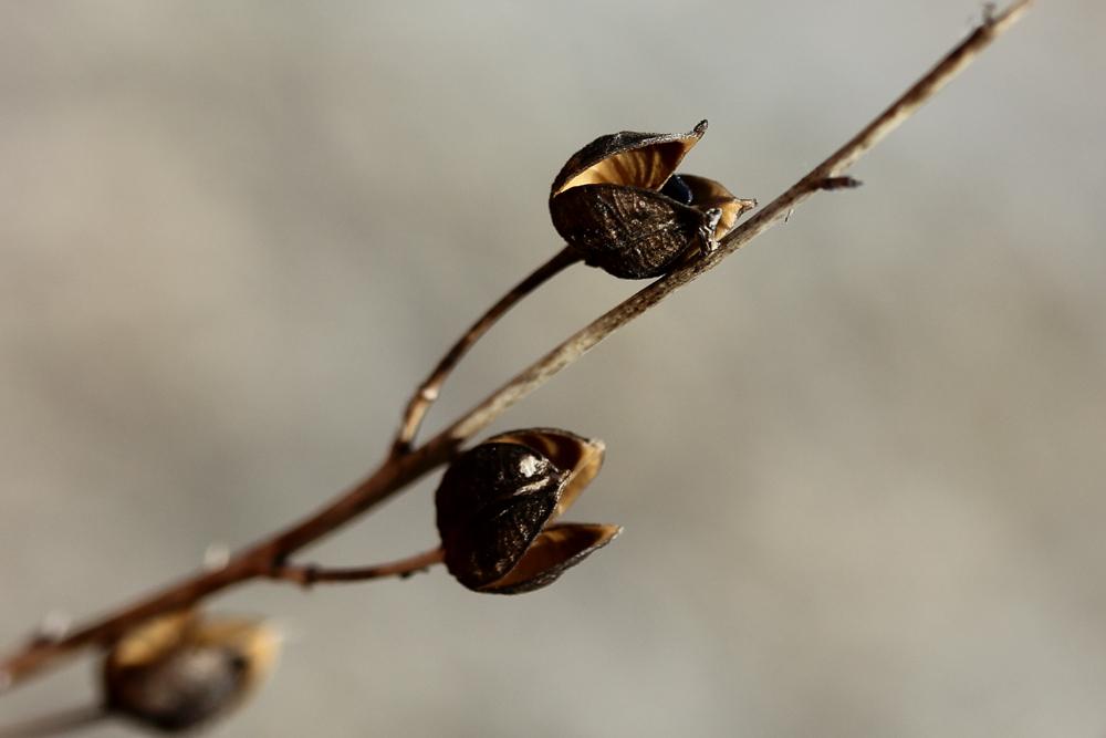 Phalangère à fleurs de lys, Phalangère petit-lis,  Anthericum liliago L., 1753