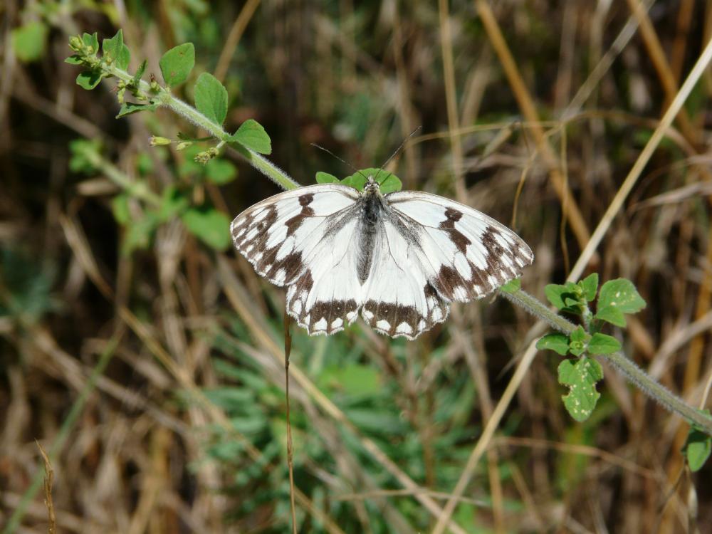 Echiquier ibérique (L'), Échiquier d'Ibérie (L') Melanargia lachesis (Hübner, 1790)