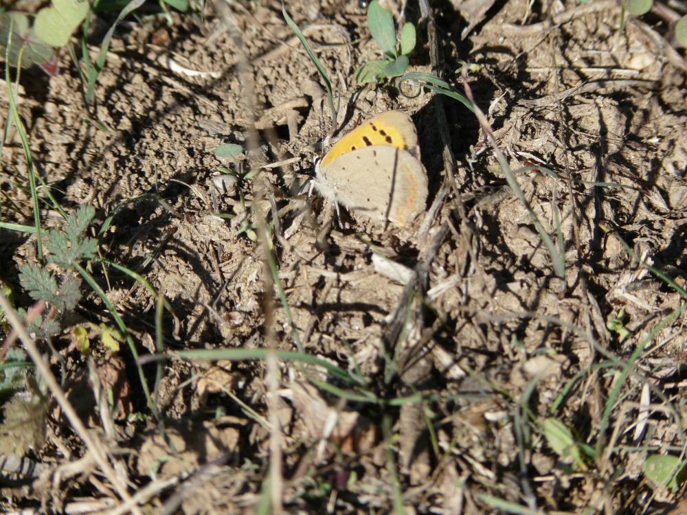 Cuivré commun (Le), Argus bronzé (L'), Bronzé (Le) Lycaena phlaeas (Linnaeus, 1760)