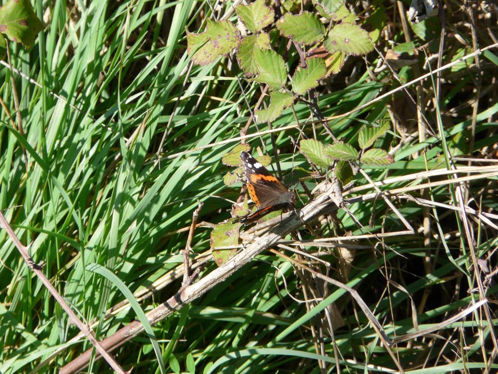Vulcain (Le), Amiral (L'), Vanesse Vulcain (La), C Vanessa atalanta (Linnaeus, 1758)