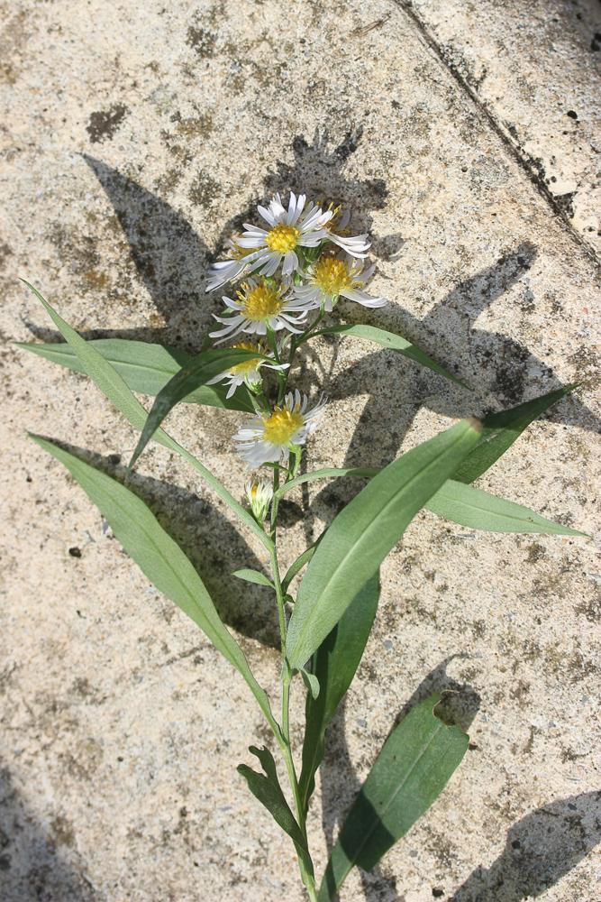 Aster à feuilles de Saule Symphyotrichum x salignum (Willd.) G.L.Nesom, 1995