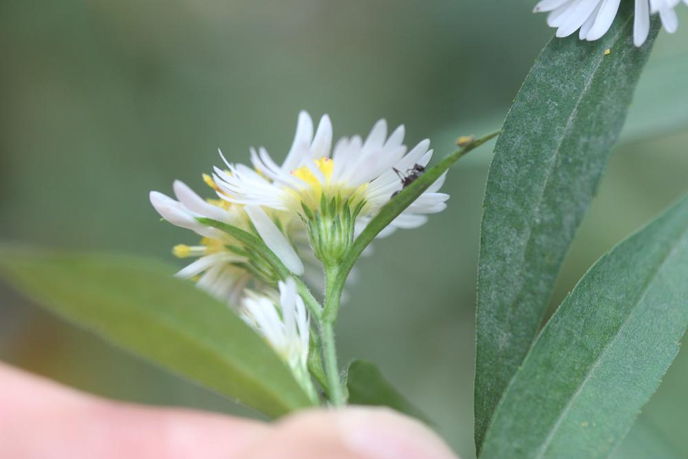 Aster à feuilles de Saule Symphyotrichum x salignum (Willd.) G.L.Nesom, 1995