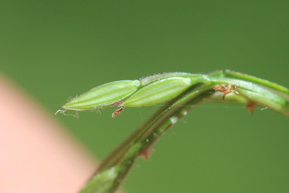 Digitaire sanguine, Digitaire commune Digitaria sanguinalis (L.) Scop., 1771