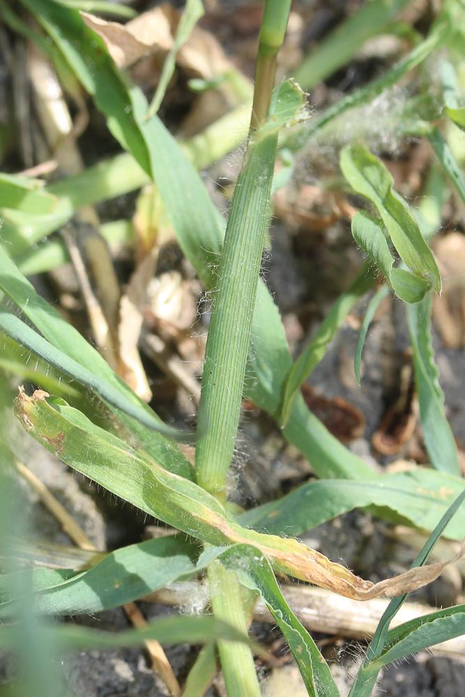 Digitaire sanguine, Digitaire commune Digitaria sanguinalis (L.) Scop., 1771