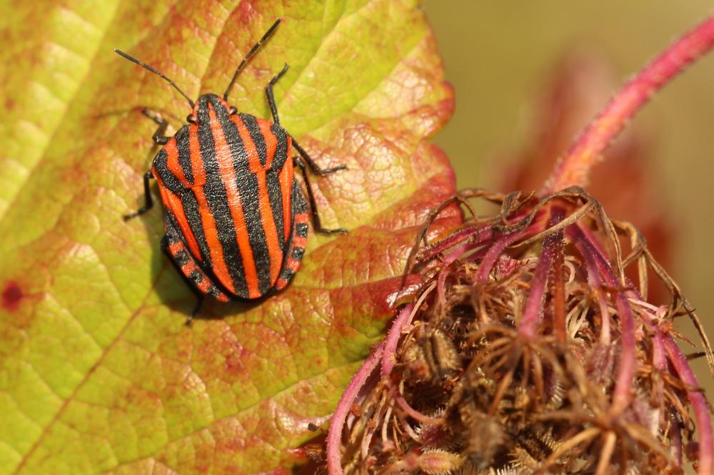 Punaise arlequin Graphosoma italicum (O.F. Müller, 1766)