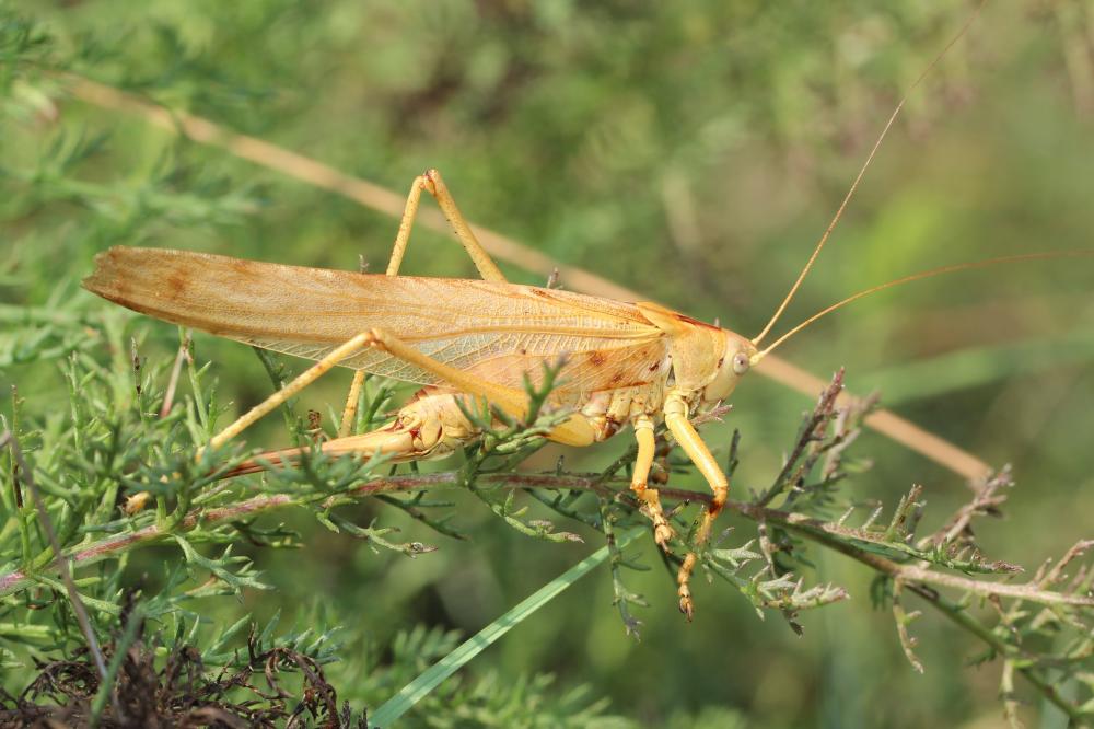 Grande Sauterelle verte, Sauterelle verte (des pré Tettigonia viridissima (Linnaeus, 1758)