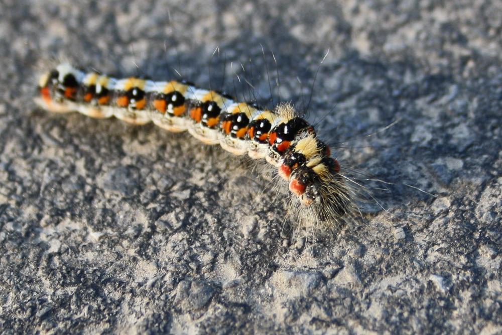 Trident (Le) Acronicta tridens (Denis & Schiffermüller, 1775)