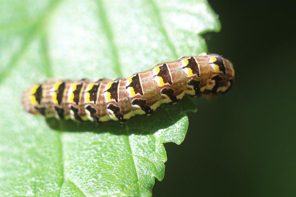 Flammèche (La) Callopistria latreillei (Duponchel, 1827)