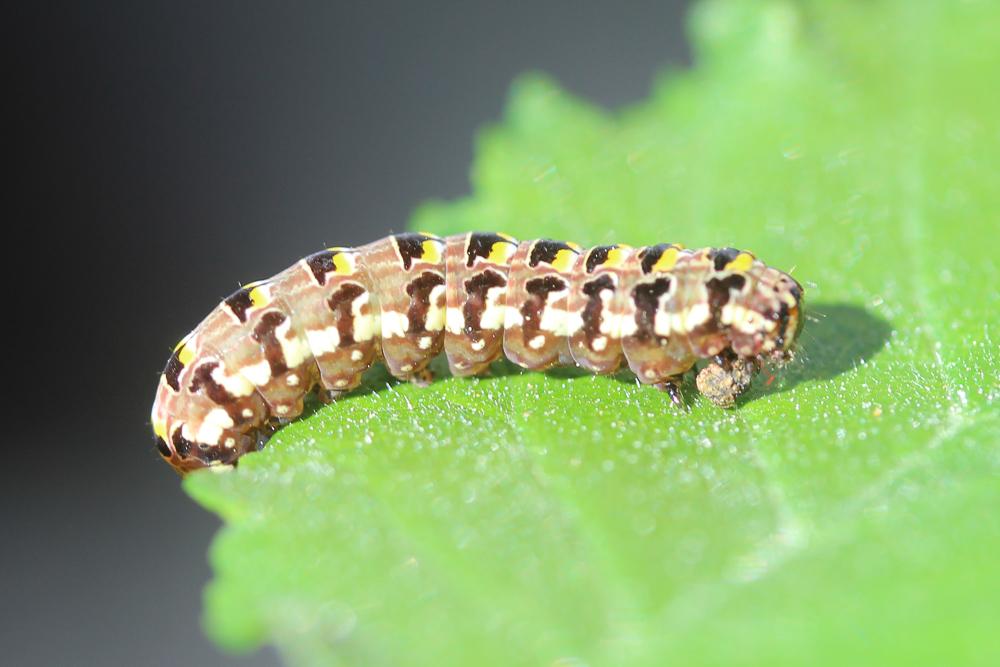 Flammèche (La) Callopistria latreillei (Duponchel, 1827)