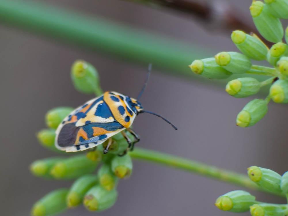 Eurydema ornata (Linnaeus, 1758)