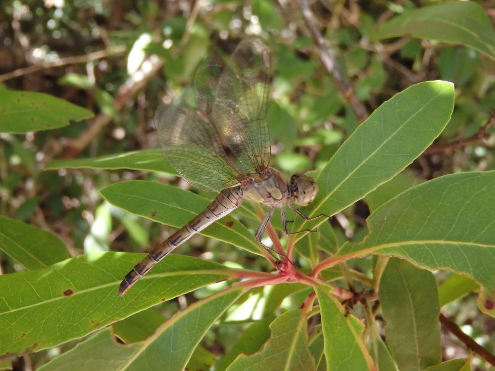Sympétrum fascié (Le) Sympetrum striolatum (Charpentier, 1840)