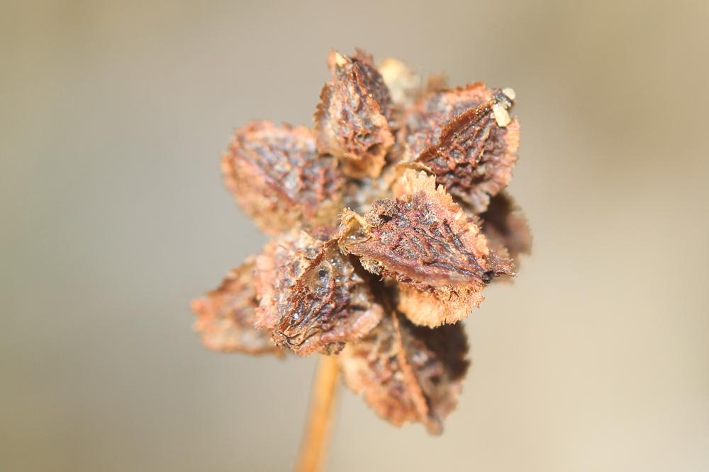 Pimprenelle à fruits réticulés Poterium sanguisorba L., 1753