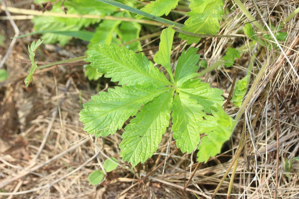 Potentille dressée, Potentille droite Potentilla recta L., 1753
