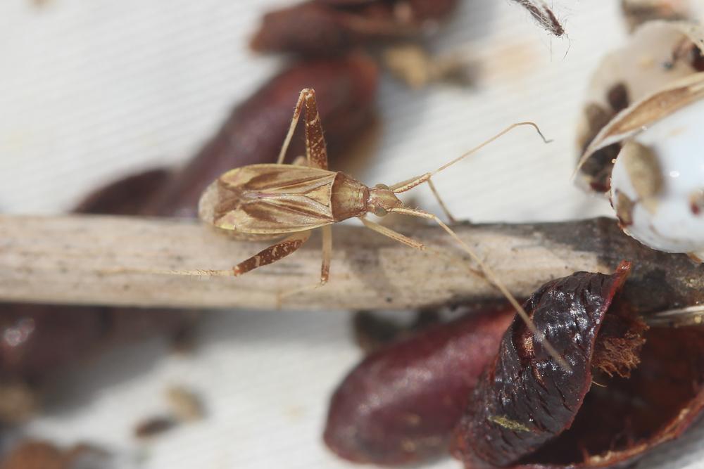  Phytocoris varipes Boheman, 1852