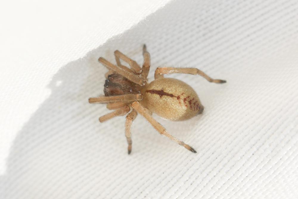 Cheiracanthium pennatum Simon, 1878