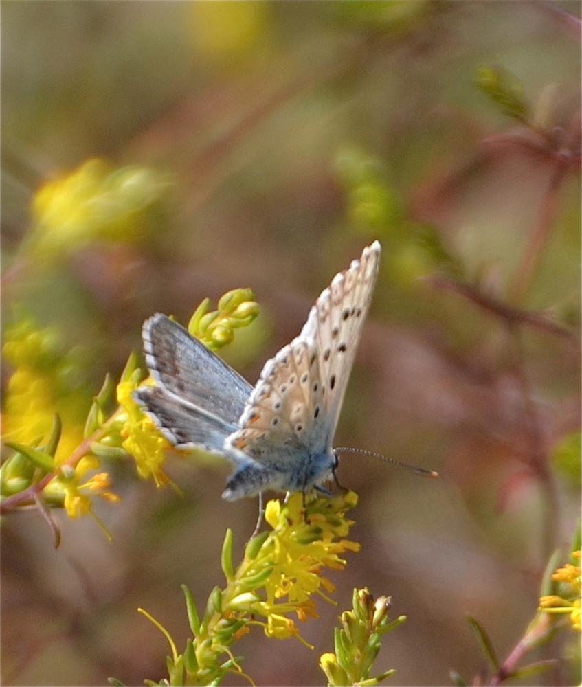 Bleu-nacré d'Espagne (Le) Lysandra hispana (Herrich-Schäffer, 1852)
