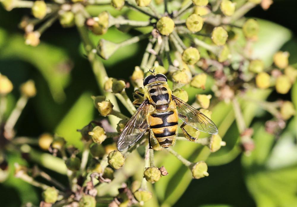 Myathropa florea (Linnaeus, 1758)