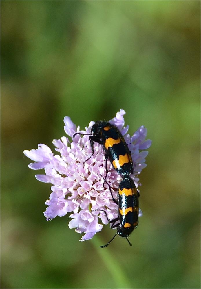 Mylabre variable Mylabris variabilis (Pallas, 1781)
