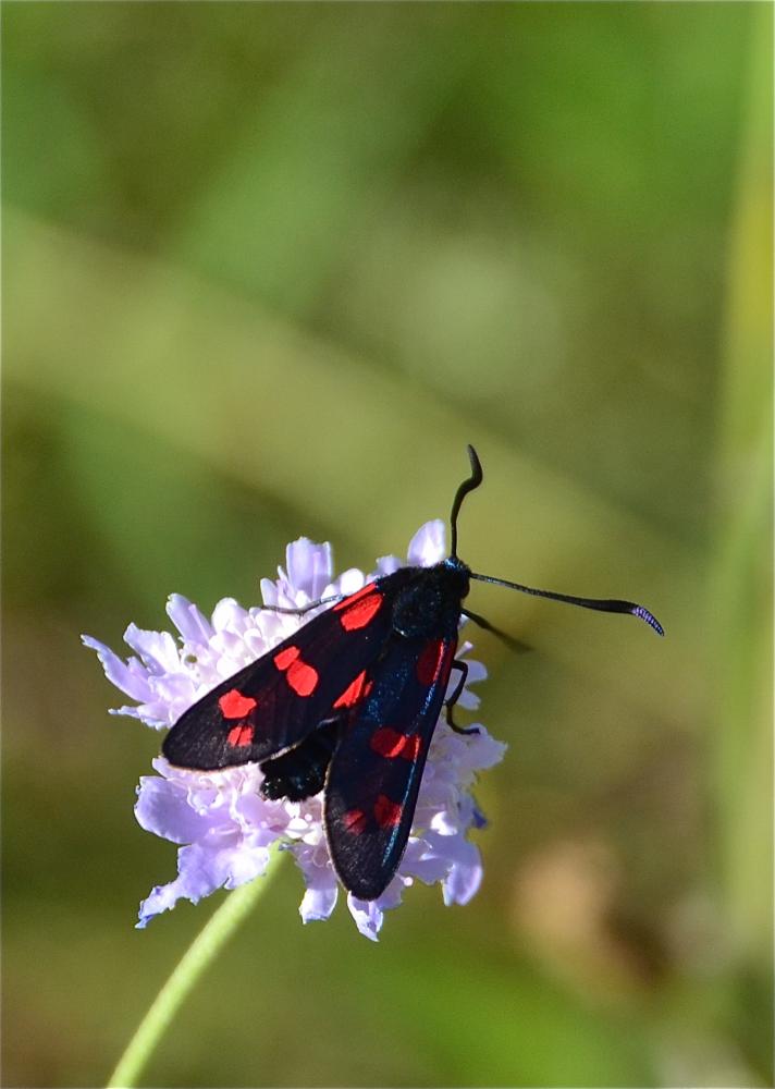 Zygène du Pied-de-Poule (La), Zygène des Lotiers ( Zygaena filipendulae (Linnaeus, 1758)