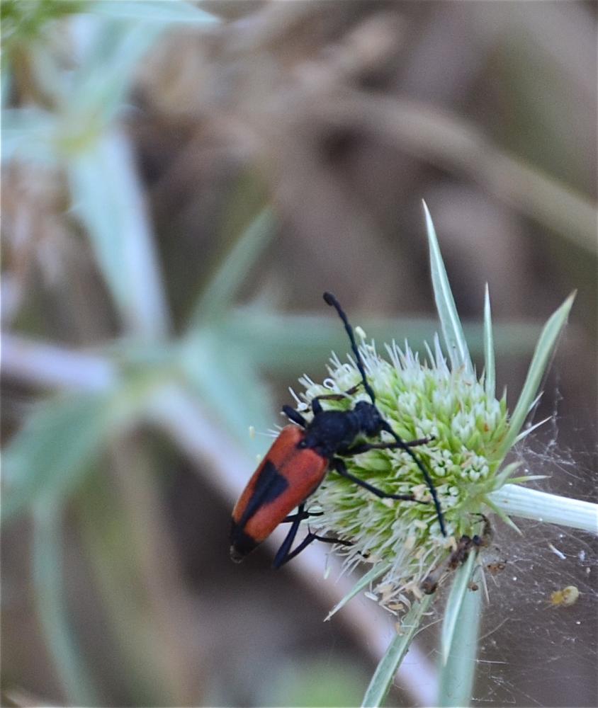 Stictoleptura cordigera (Fuessly, 1775)