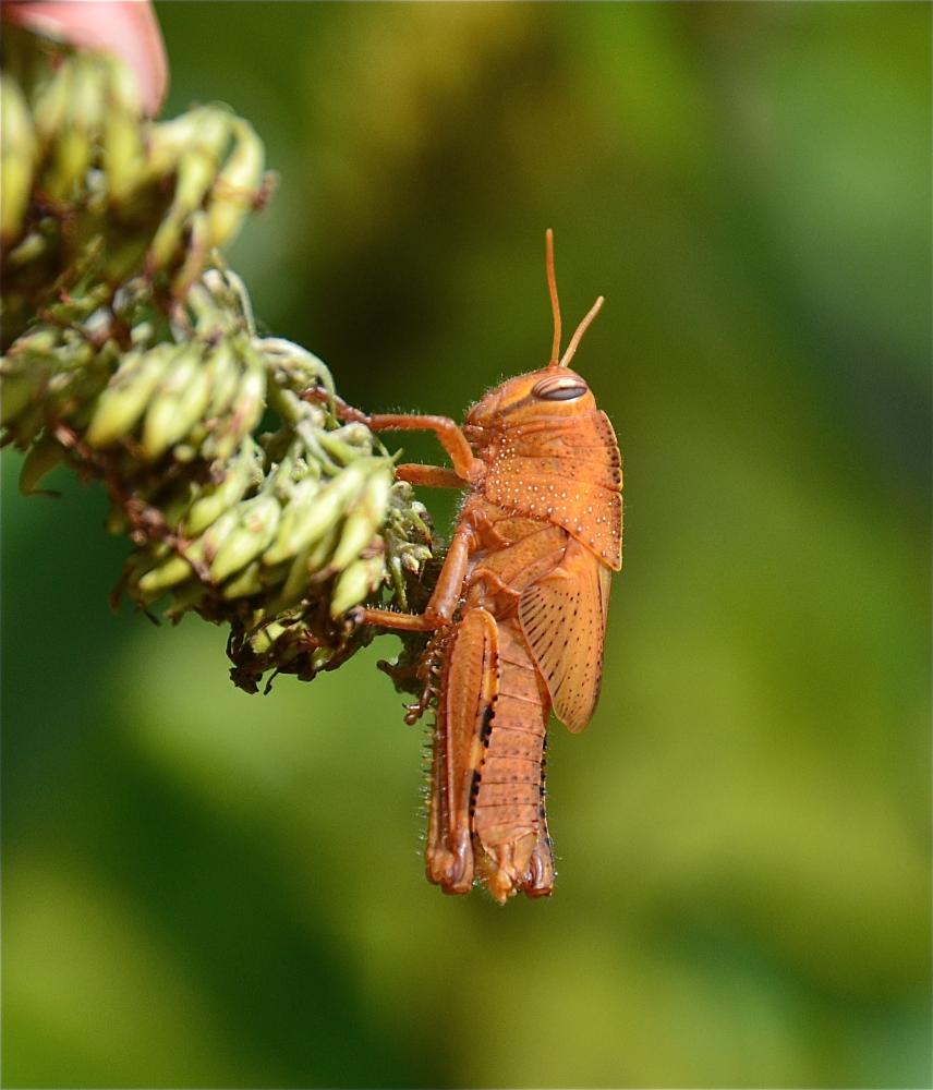 Criquet égyptien Anacridium aegyptium (Linnaeus, 1764)
